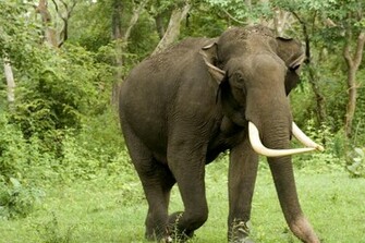 Indian Elephant Laos National Animal Wallpaper9