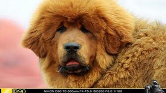 Tibetan Mastiff Show Pictures