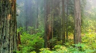 Foggy Morning In Redwood National Park Wallpaper