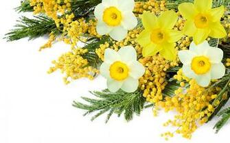 Pictures Mimosa Flowers Narcissus White Background