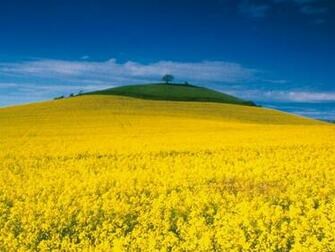 Yellow Wallpaper Quotes For iPhone Life1 HD