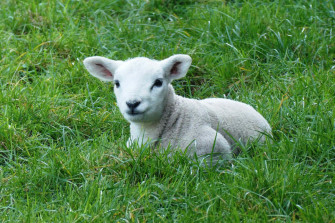 Adorable Lamb Grazing In The Meadow Wallpaper