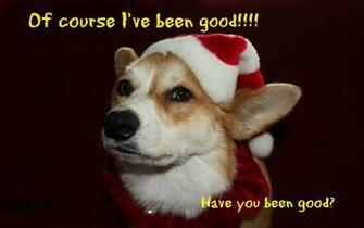 The Daily Corgi Holiday Photos Christmas Corgis Continued