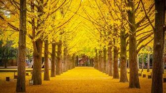 Nami Island Wallpaper Top Background