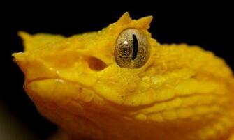Venomous Eyelash Viper Snake Photos