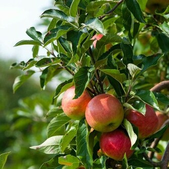 Farm All Graig Gluten Apple