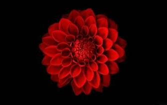 Flowers Wallpaper Dahlias