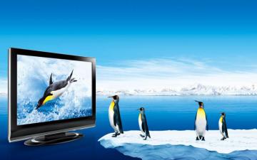 Penguins Watching Tv Wallpaper For