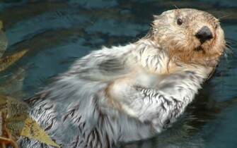 Wallpaper Sea Otter Kalan Wet Swim Desktop