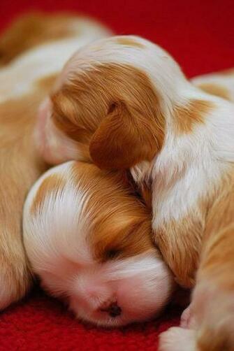 Incredibly Cute Baby Animal Pictures Around The World