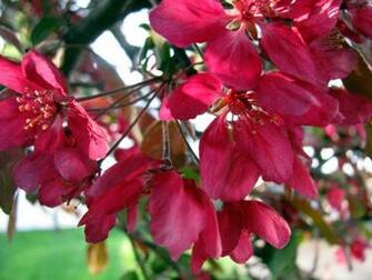 Appleblossom Art Wallpaper