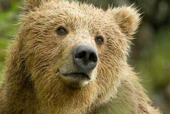 Cool Background Of Animals That Will Blow You Away Lions