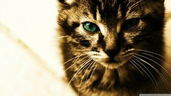 Green Eyes Kitten Wallpaper