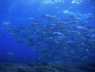 Fish Underwater Wallpaper