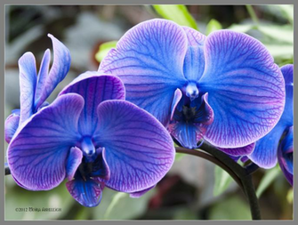 HD Wallpaper Blue Orchids X Kb Jpeg