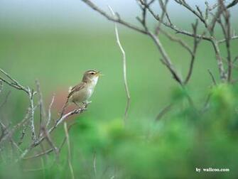 Birds Wallpaper Lovely Bird In Spring Vol No Desktop