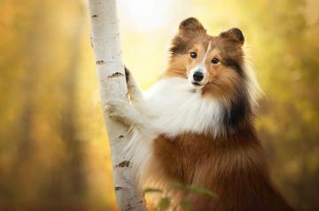 Shetland Sheepdog HD Wallpaper Background Image