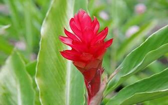 Red Exotic Flower Wallpaper