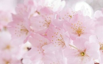 Wallpaper Flowers Sakura Flower