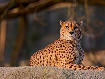 Cheetah HD Wallpaper Pictures Image Background Photos