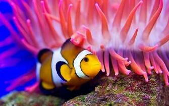 Desktop HD Wallpaper S