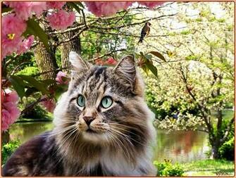 Cute Cat Spring Hq Wallpaper