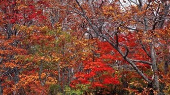 Autumn Wallpaper Nature