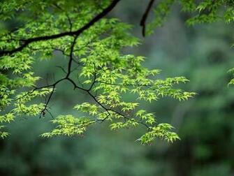 Wallpaper Spring