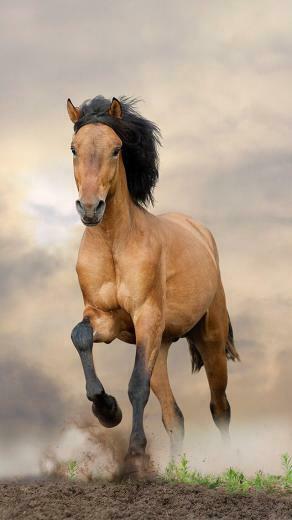 iPhone Wallpaper Cheval Poney Animaux Sauvages