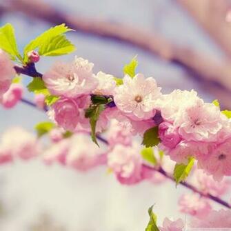 iPad Wallpaper Spring