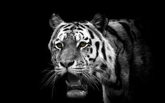 Cool Tiger HD Wallpaper For Desktop
