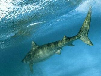 Shark Pictures Wallpaper National Geographic