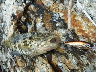 Rapala Wallpaper The Ultra Light Series