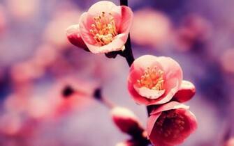 Cherry Blossom Tree Wallpaper