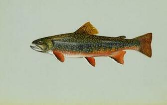File Brook Trout Freshwater Fish Jpg