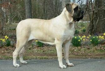October By Stephen Comments Off On English Mastiff Wallpaper