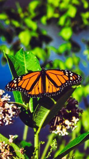 Wallpaper Monarch Butterfly Bright