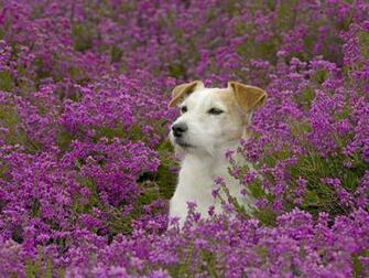 Spring Animals Desktop Wallpaper