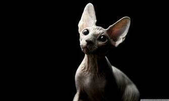 Cat Sphynx HD Wallpaper Memes