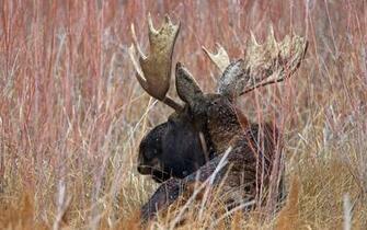 Moose Computer Wallpaper Desktop Background Id