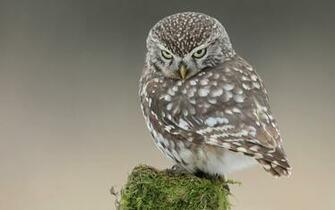 Grey Owl Jpg