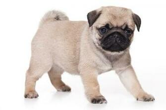 Url iPhonewalls Net Animals Bored Pug iPhone Wallpaper Php