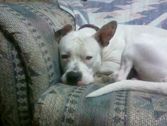 White Pitbull With Black Spots On Skin Can A Have