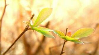 Cute Background Pictures Net