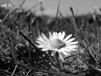 Daisy Black And White HD Wallpaper In Flowers Imageci