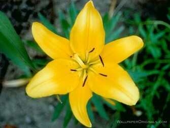 Flowers Image Pretty HD Wallpaper And Background Photos