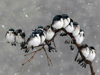 Winter Birds Wallpaper