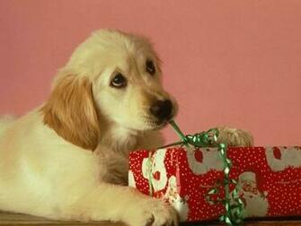 Cute Christmas Puppies Gift Wallpaper Desktop