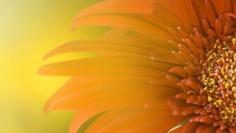 Official Windows Wallpaper Hebus Org High