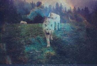 Hipster Magic Nature Nebula Photography Pretty Sky Trees Wolf